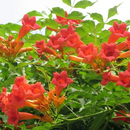 公寓 雷萨镇旁公寓
